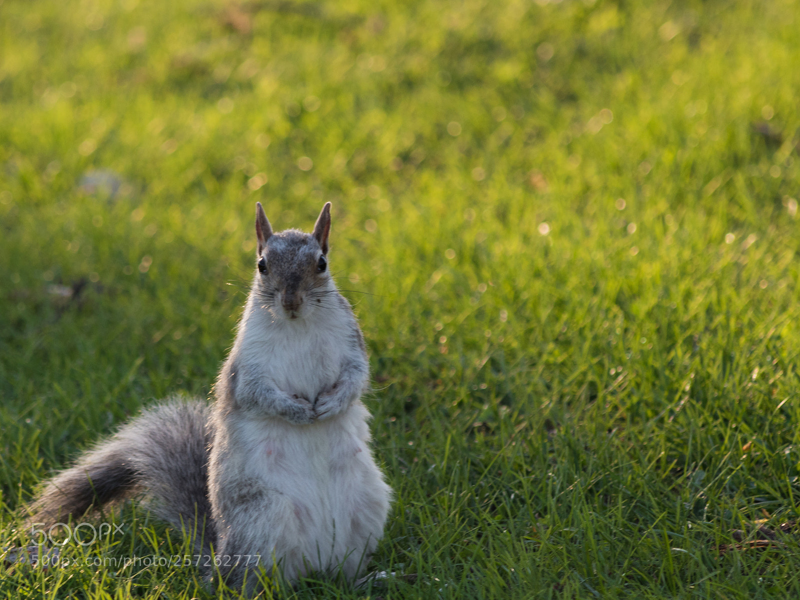 Canon EOS 800D (EOS Rebel T7i / EOS Kiss X9i) sample photo. Squirrel female photography