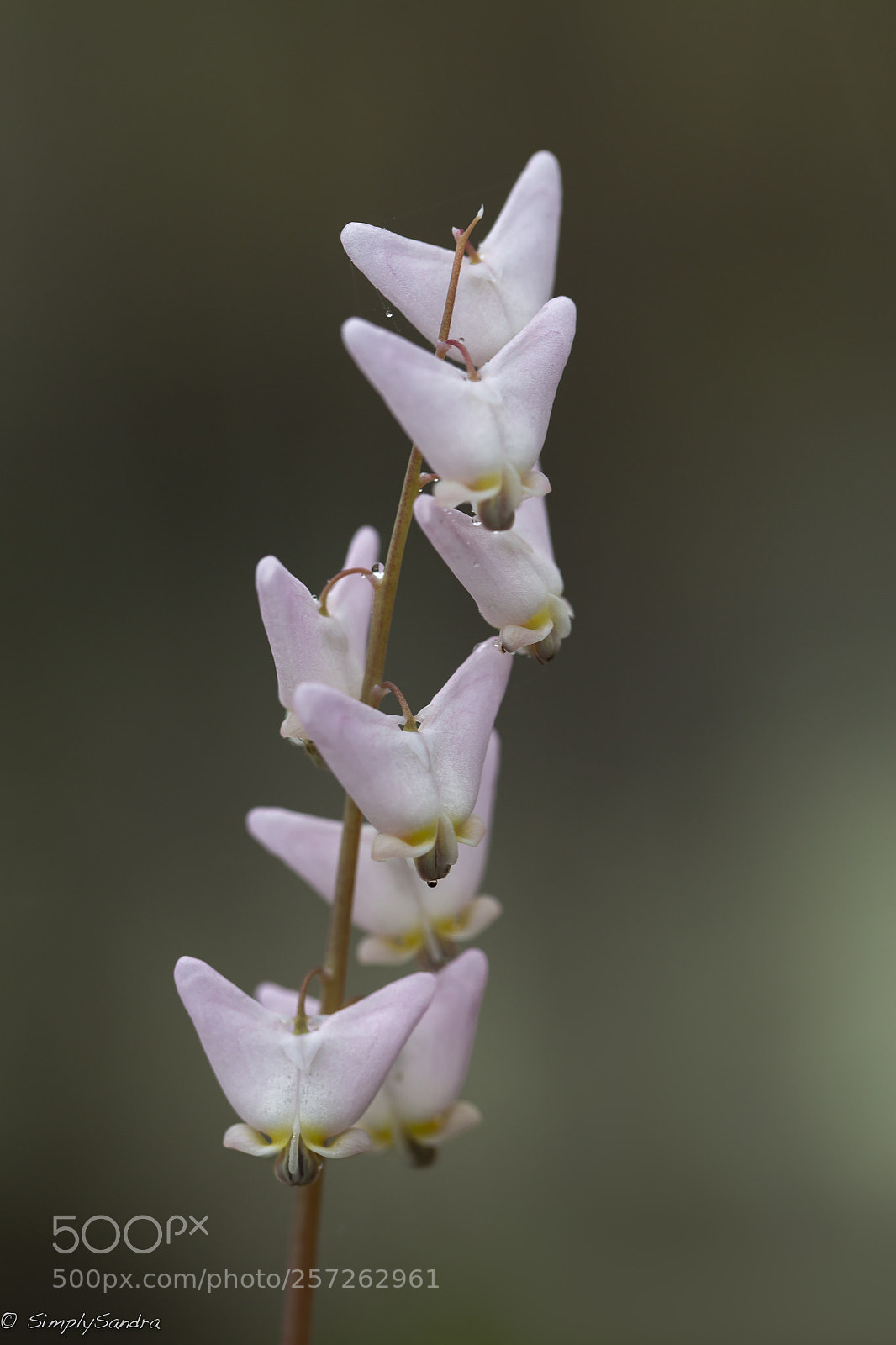 Canon EOS 6D sample photo. Spring! photography