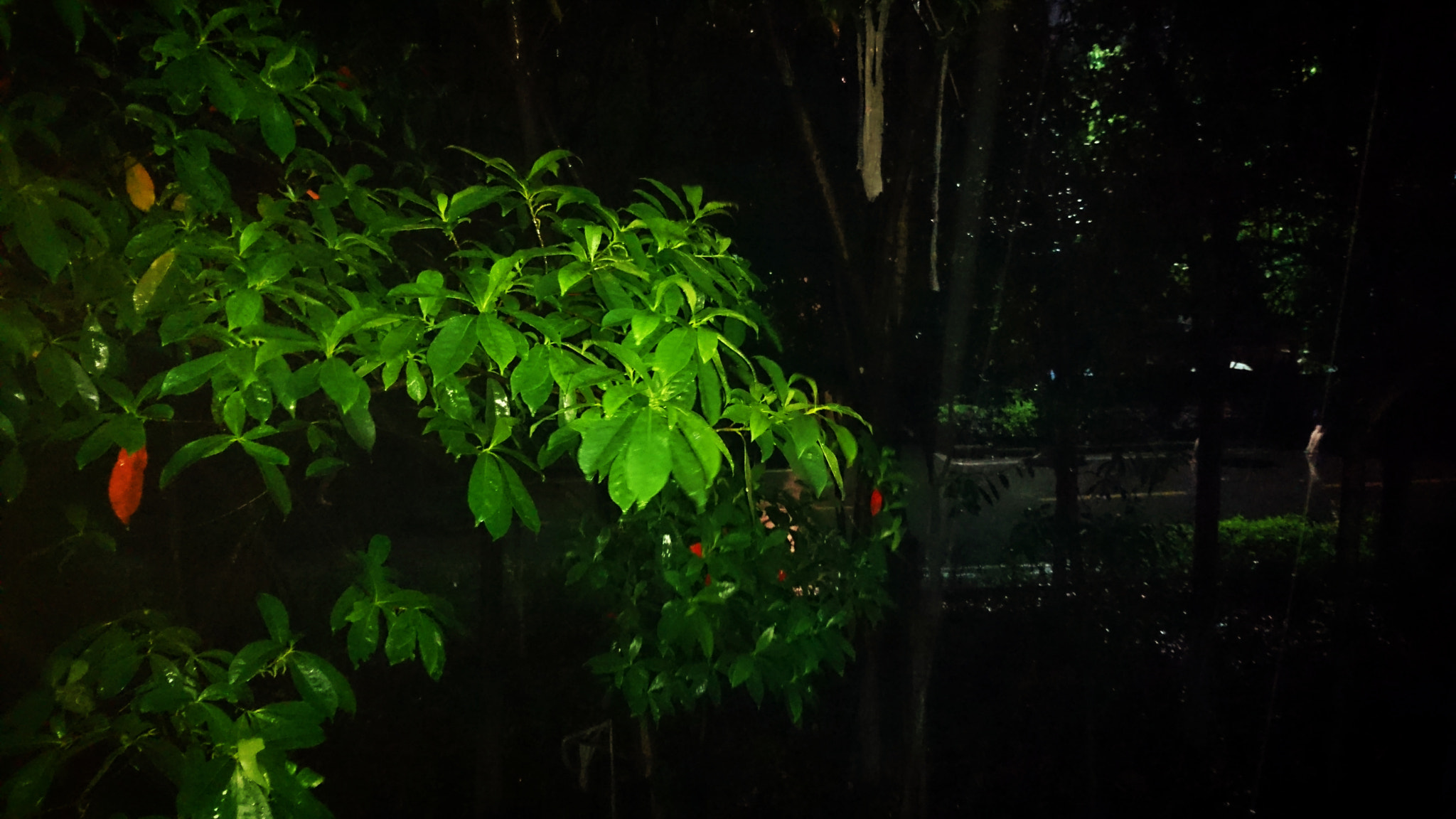 Sony Xperia Z5 sample photo