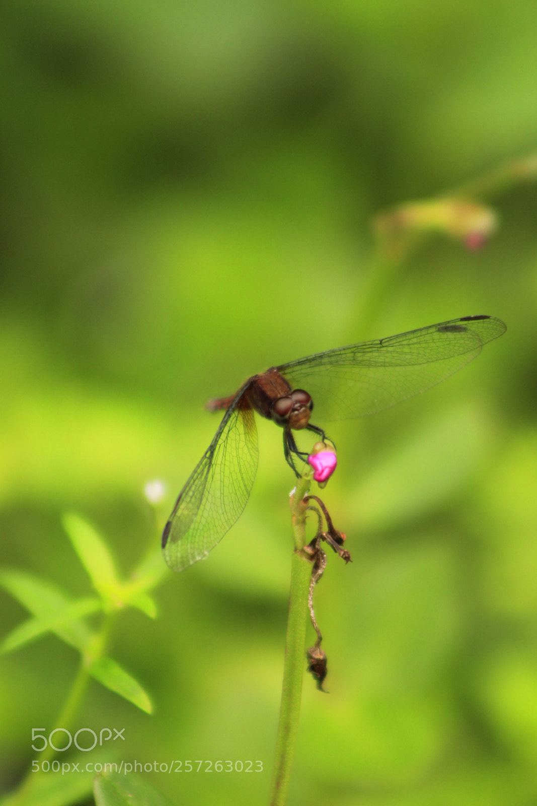 Canon EF 75-300mm f/4-5.6 sample photo. Untitled photography