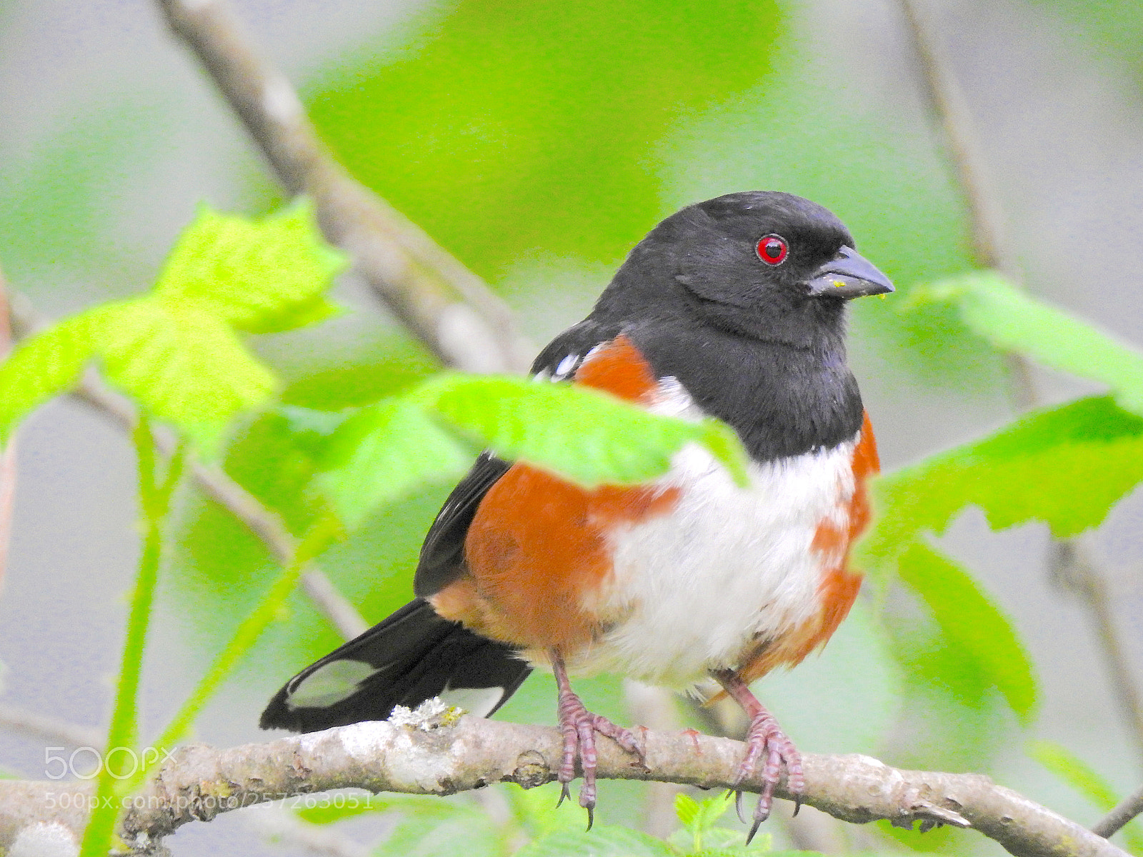 Nikon Coolpix P900 sample photo. Spotted towhee photography