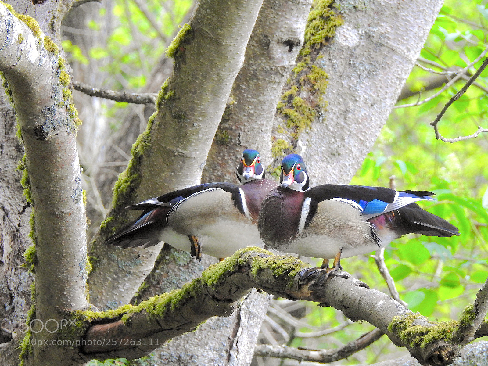 Nikon Coolpix P900 sample photo. Wood ducks photography