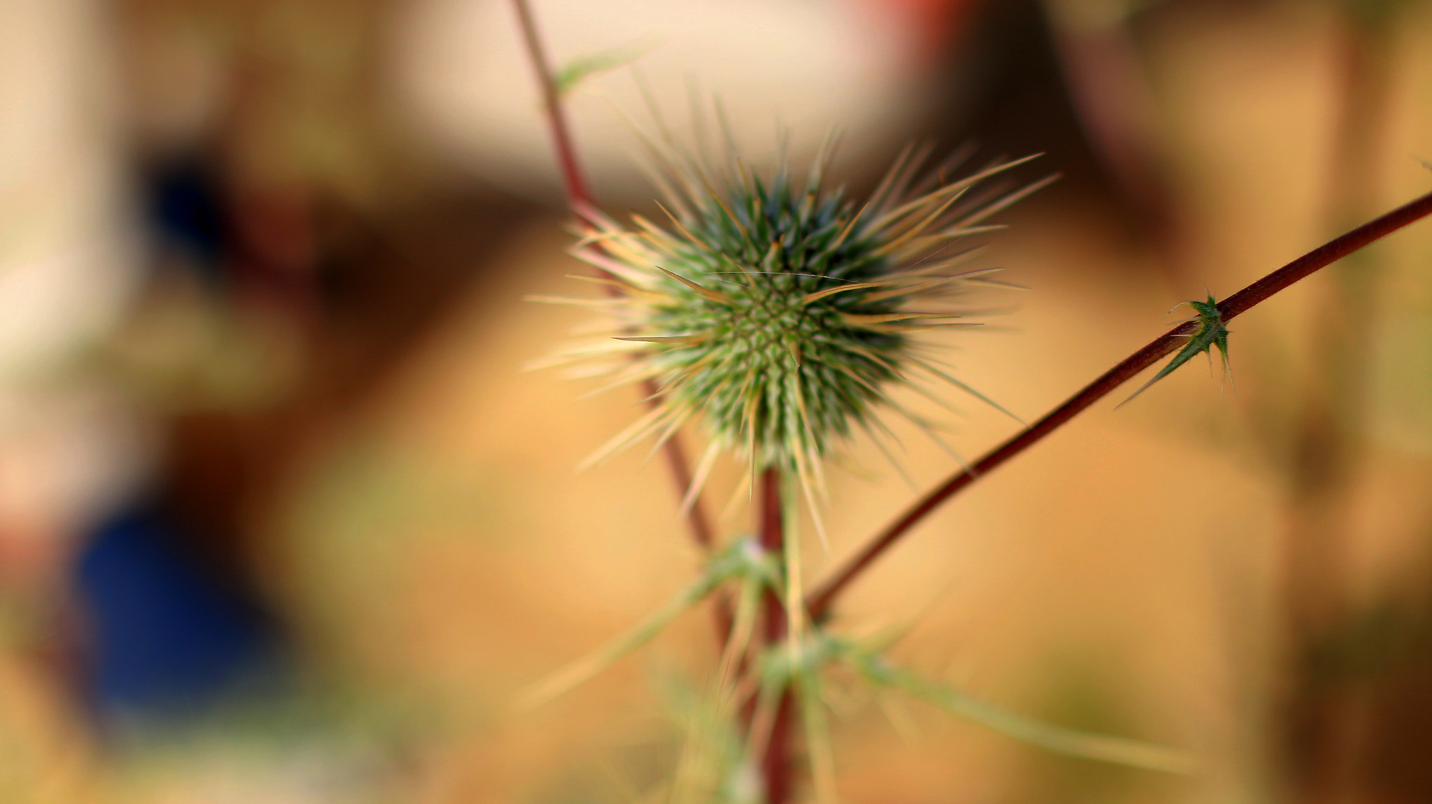 Canon EOS 70D + Canon EF 50mm F1.4 USM sample photo. Untitled photography