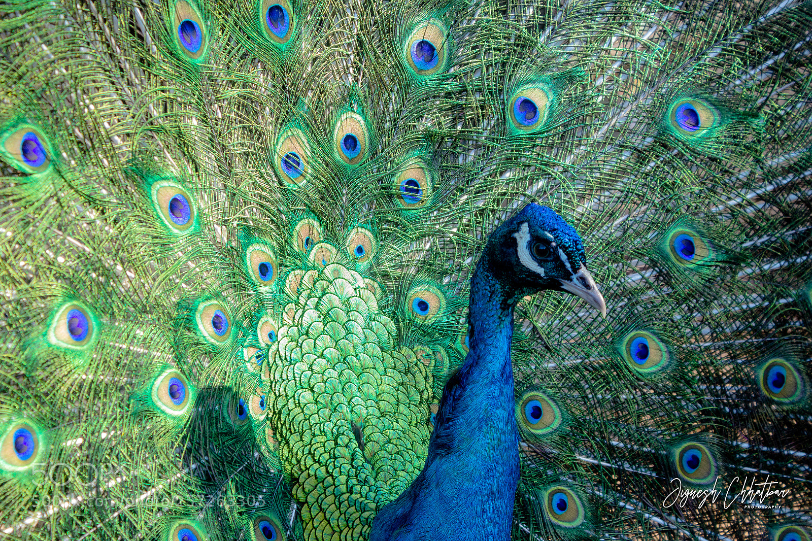 Canon EOS 600D (Rebel EOS T3i / EOS Kiss X5) sample photo. Peacock photography