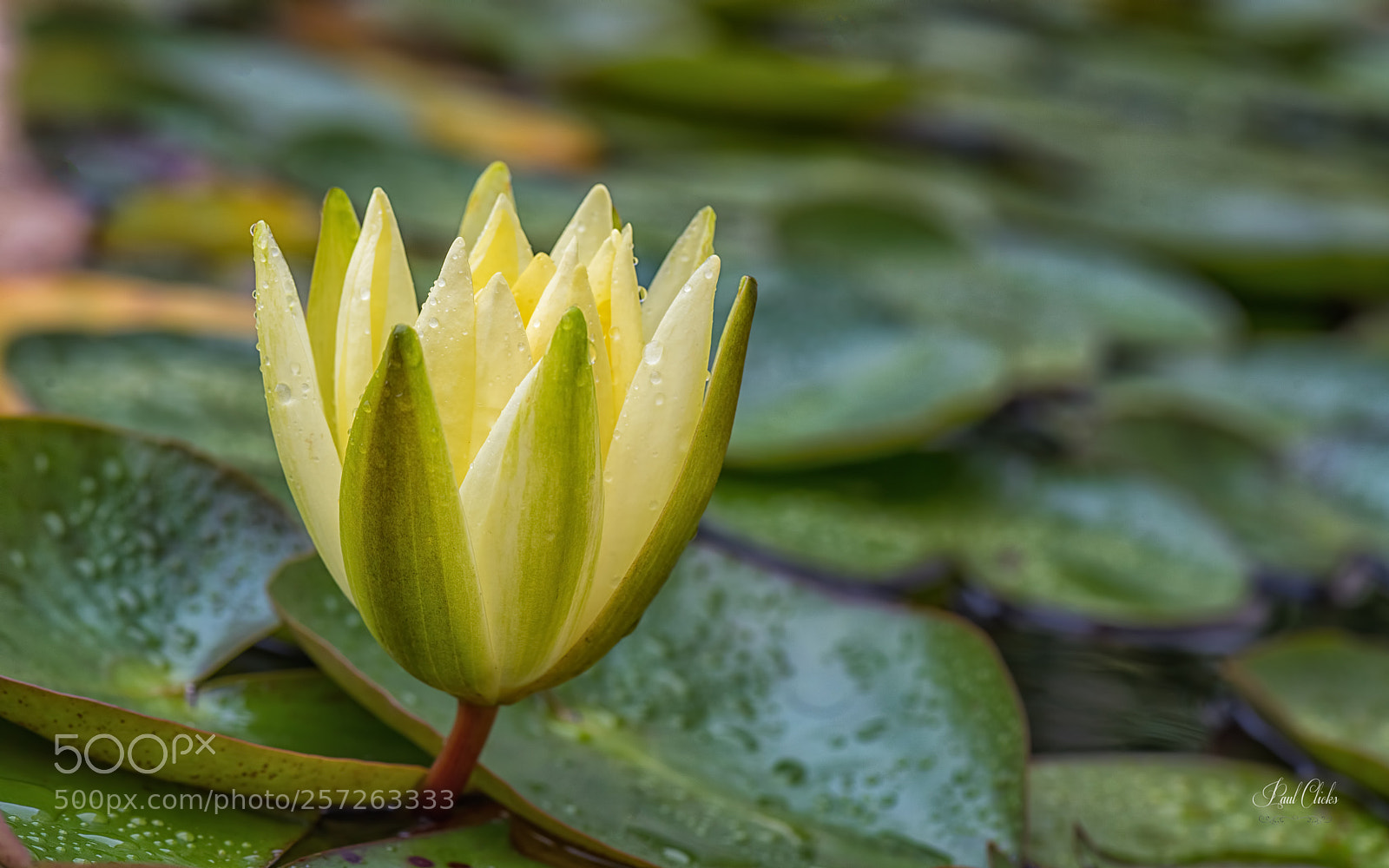 Nikon D810 sample photo. Lilly photography