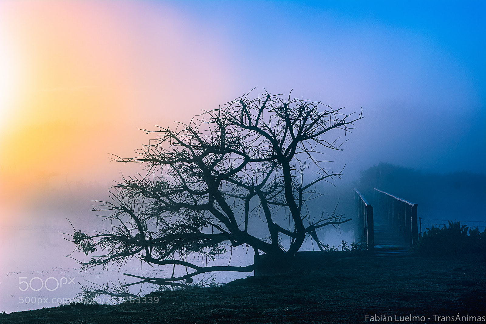 Nikon D5200 sample photo. Arbol en el puente photography