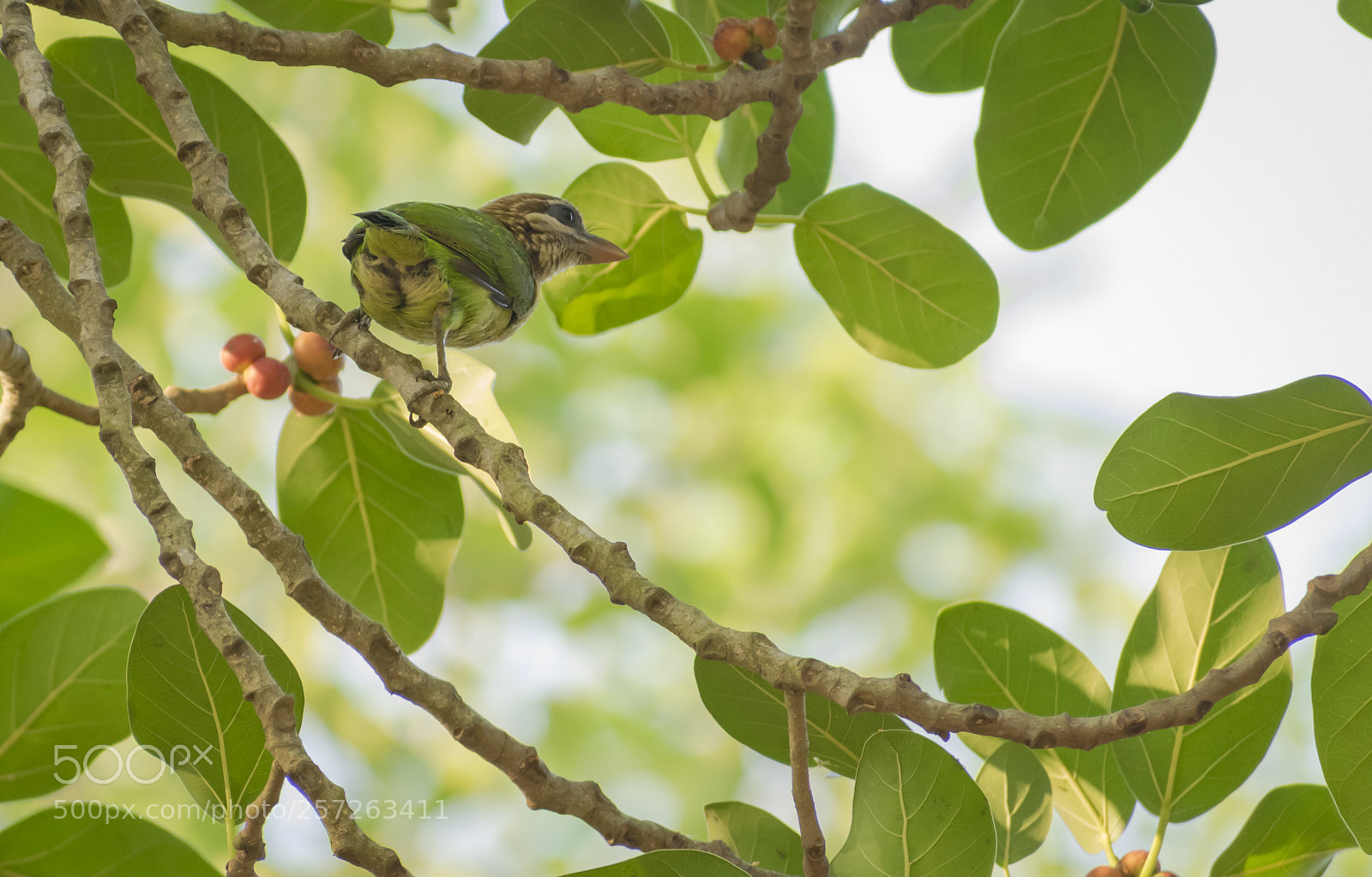 Nikon D3300 sample photo. Beauty in green! photography