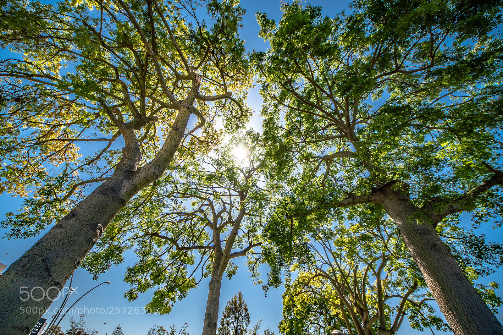 Sony a6500 sample photo. Tree photography