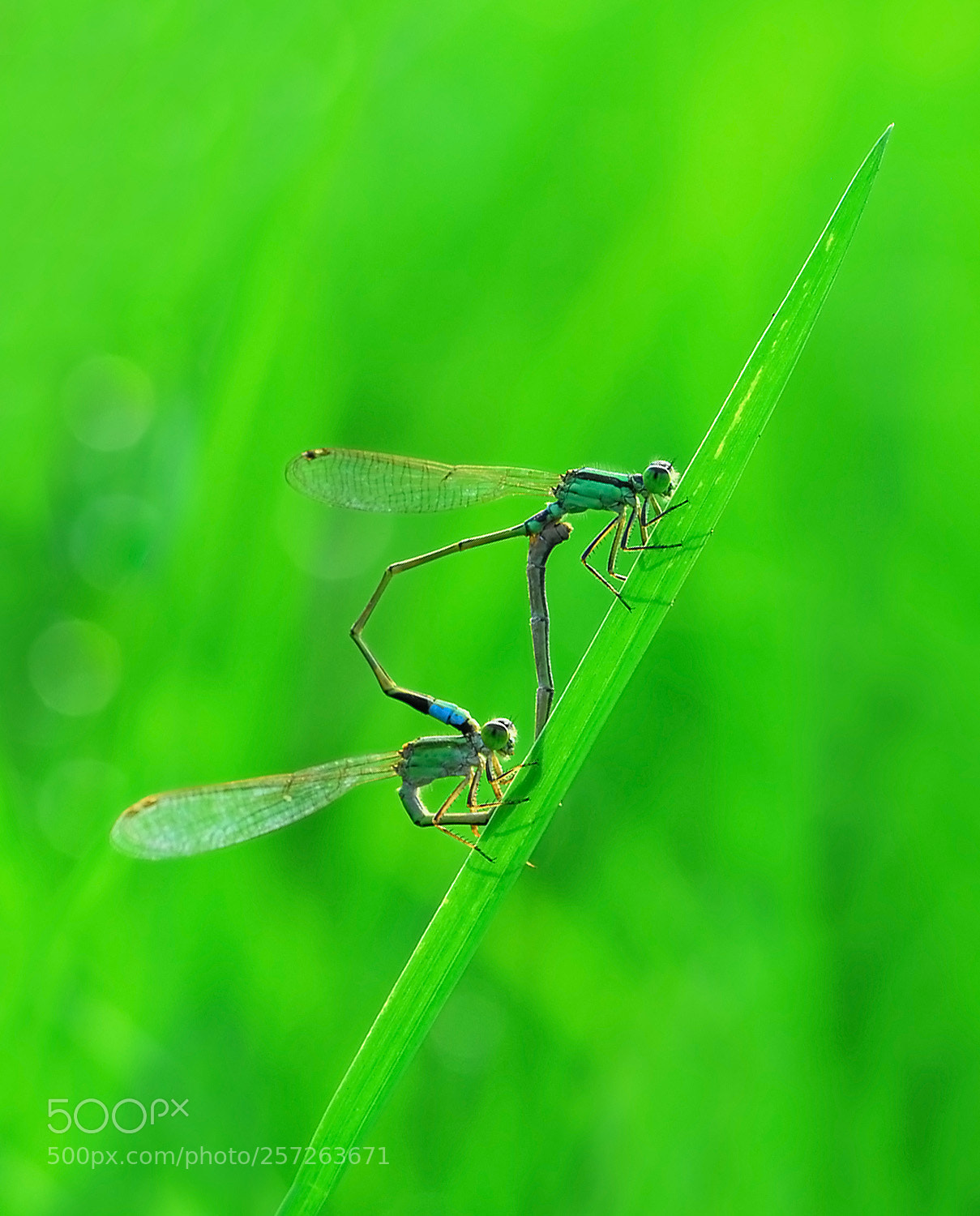 Nikon D200 sample photo. Morning intimate photography