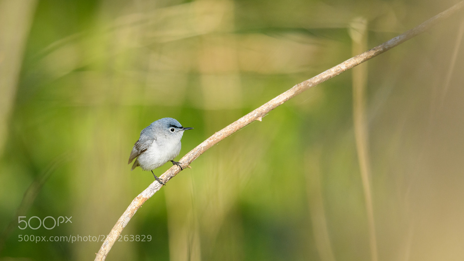 Nikon D850 sample photo. Blue gray gnatcatcher photography