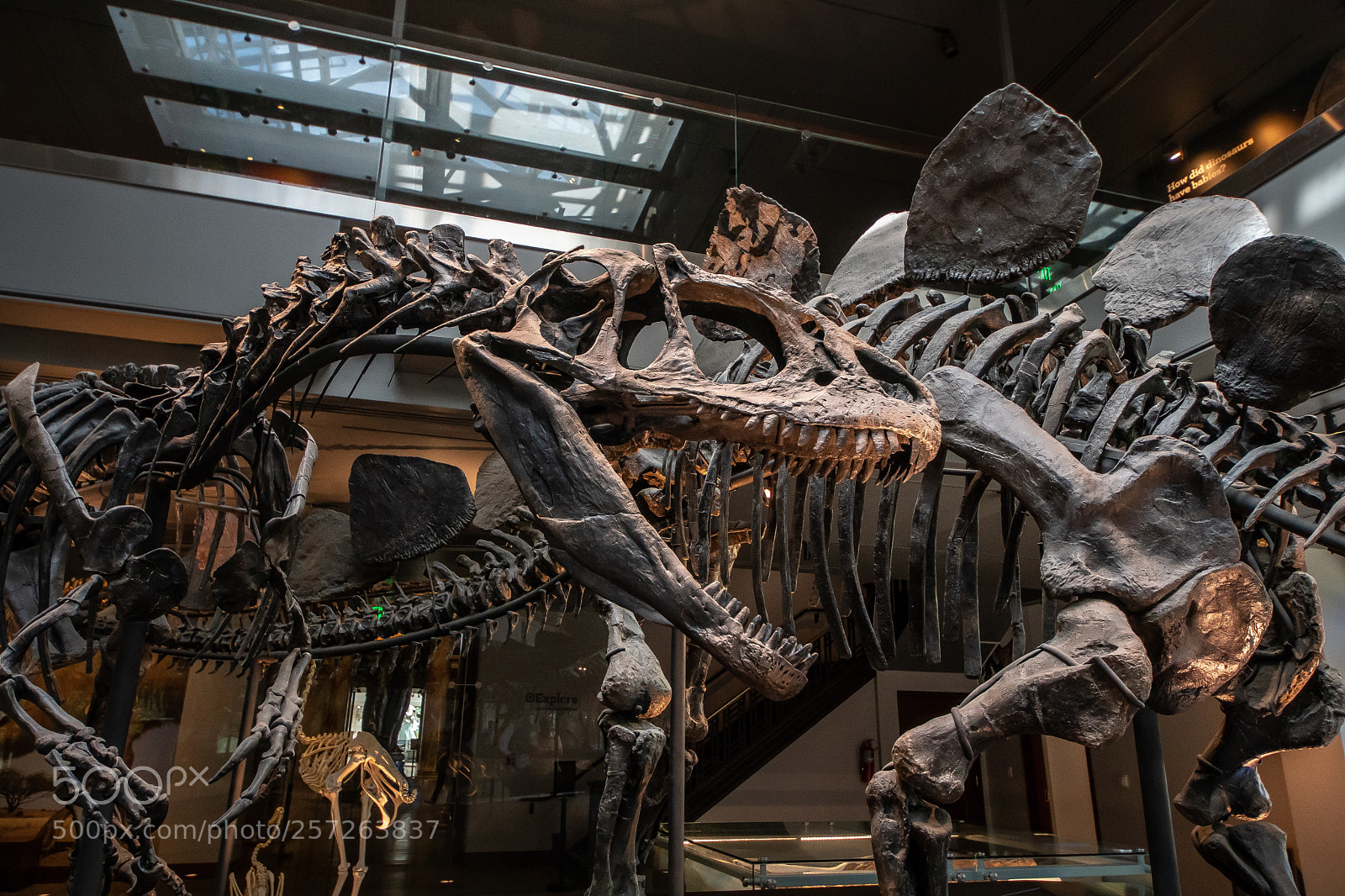 Sony a6500 sample photo. Dino  photography