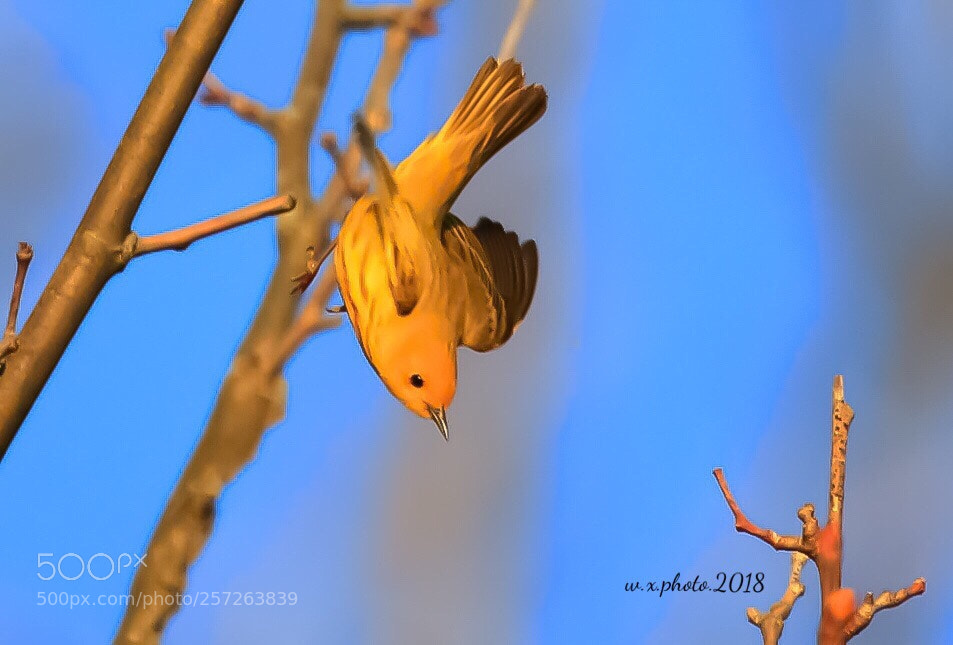 Canon EOS 7D Mark II sample photo. Yellow warbler photography