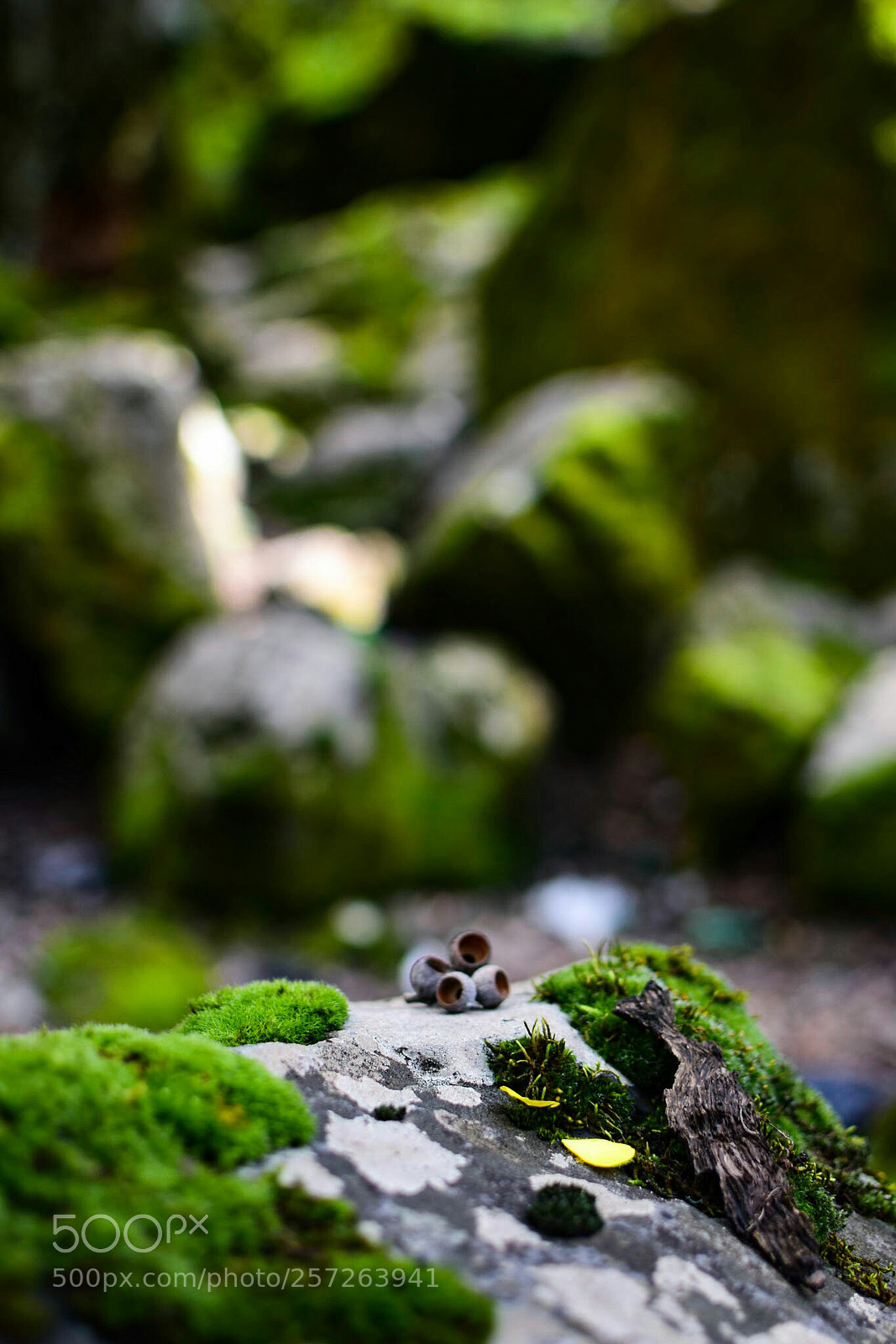 Nikon D3300 sample photo. Nature photography