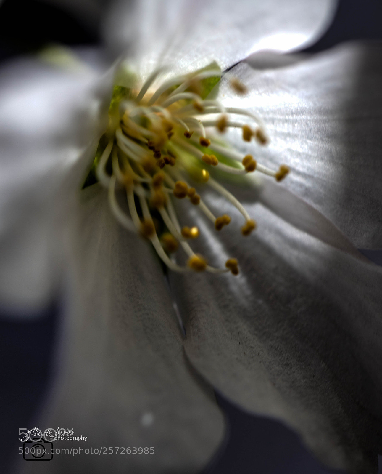 Canon EOS 6D sample photo. White n yellow photography
