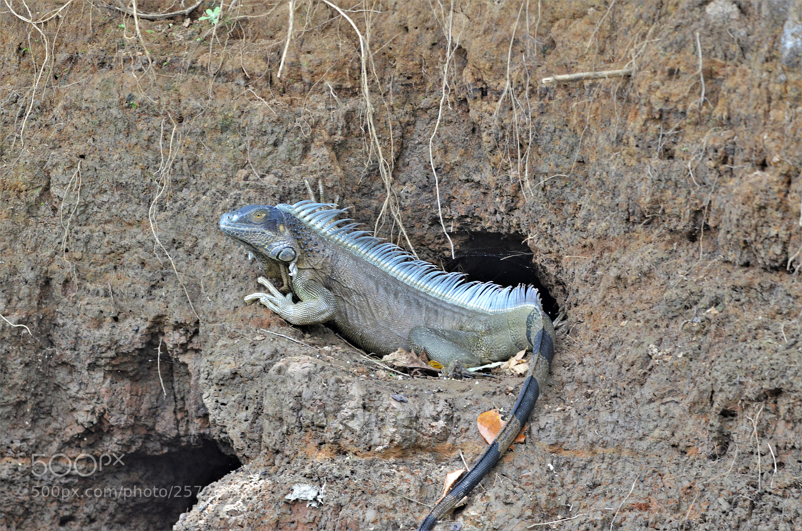 Nikon D5100 sample photo. Costa rica - nature photography