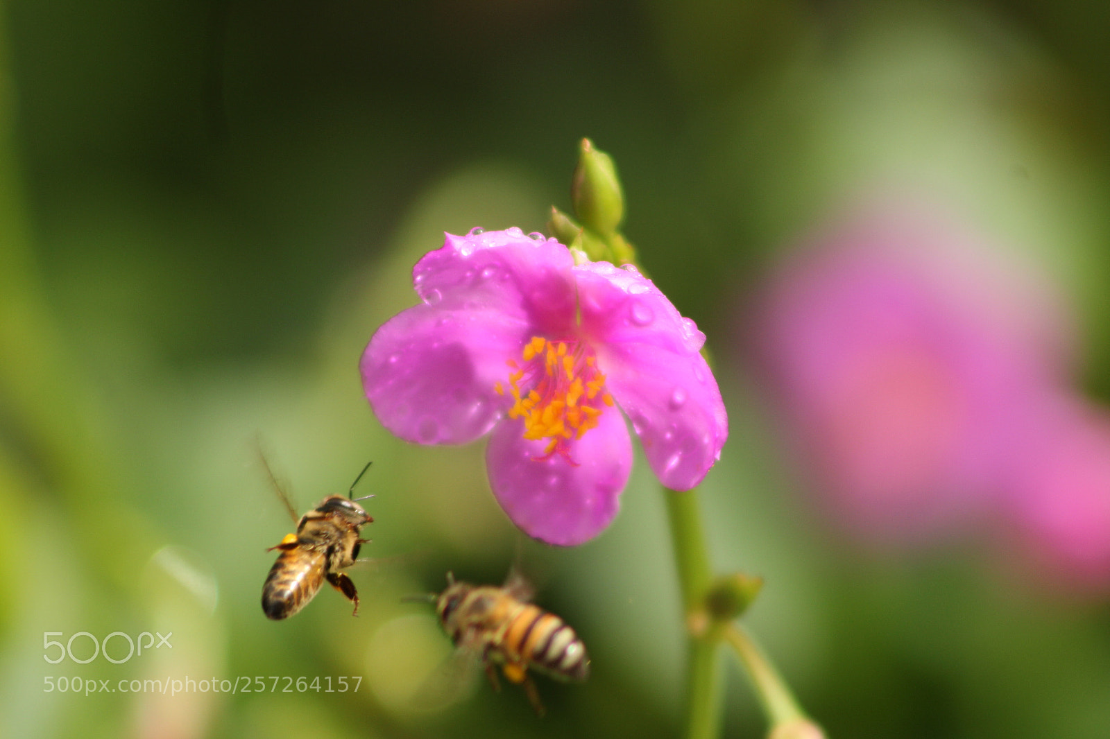 Canon EF 75-300mm f/4-5.6 sample photo. Untitled photography