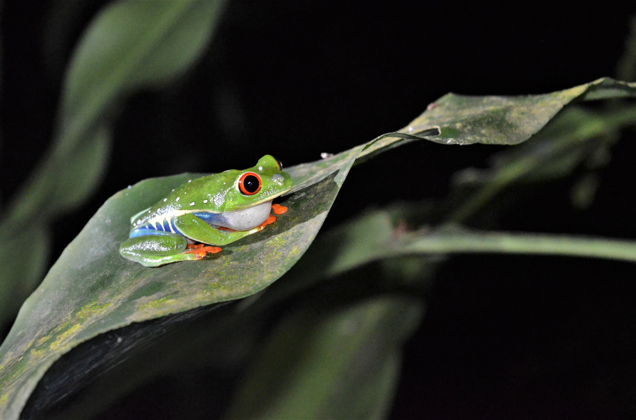 Nikon D5100 sample photo. Costa rica - nature sauvage photography