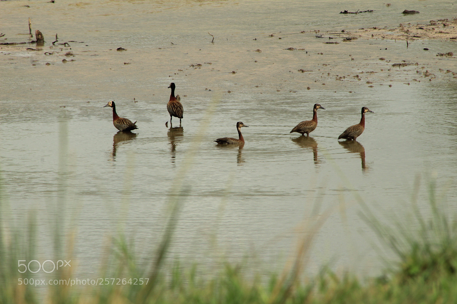 Canon EF 75-300mm f/4-5.6 sample photo. Untitled photography