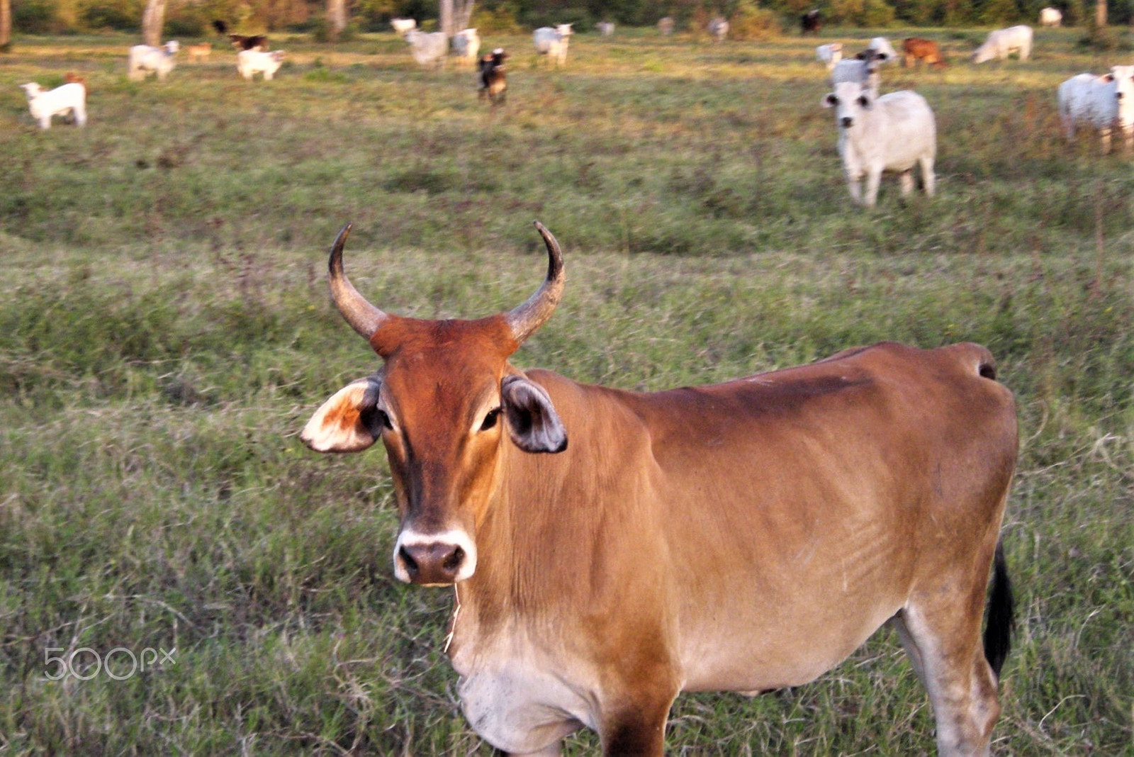 Nikon COOLPIX L6 sample photo. Ganado vacuno (bos taurus) photography