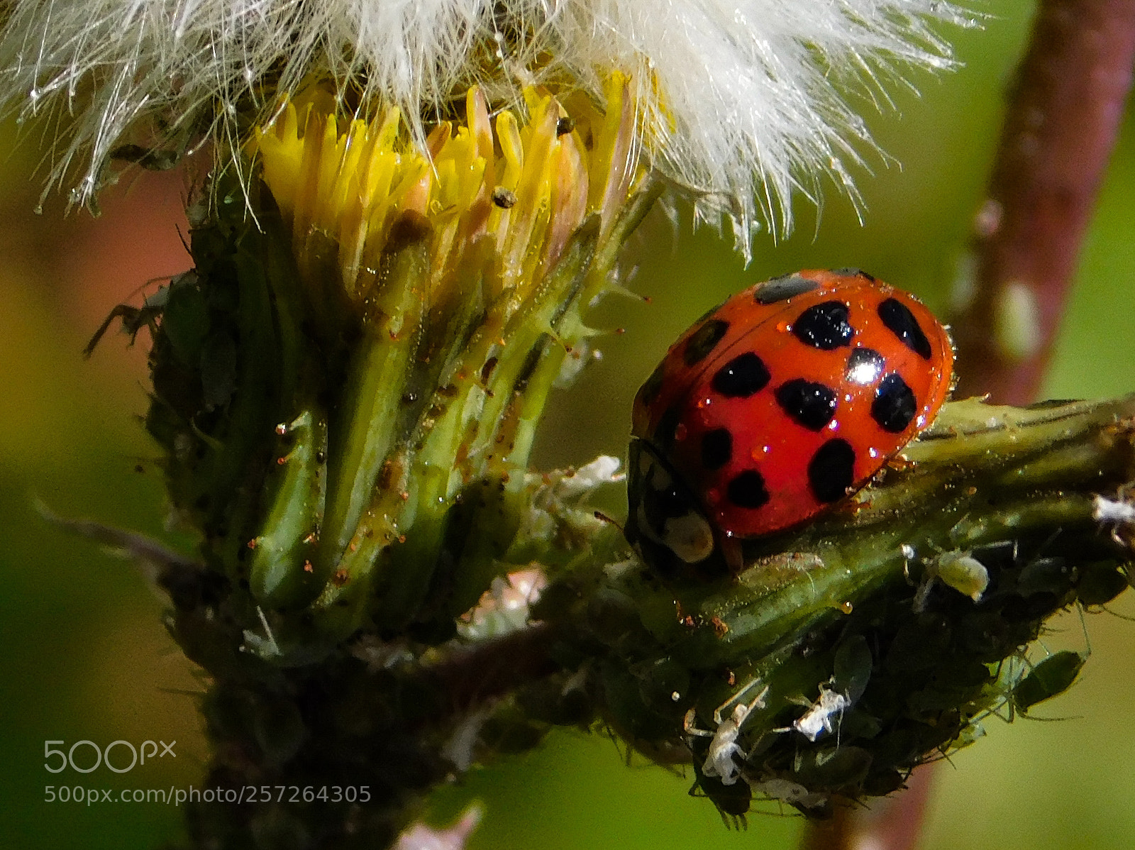 Nikon Coolpix B500 sample photo. Asian lady beetle photography