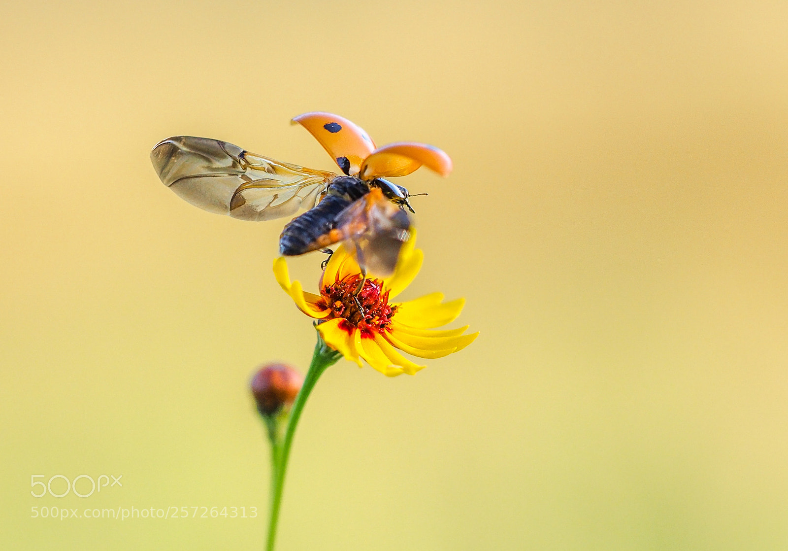 Olympus OM-D E-M1 Mark II sample photo. Ladybug photography