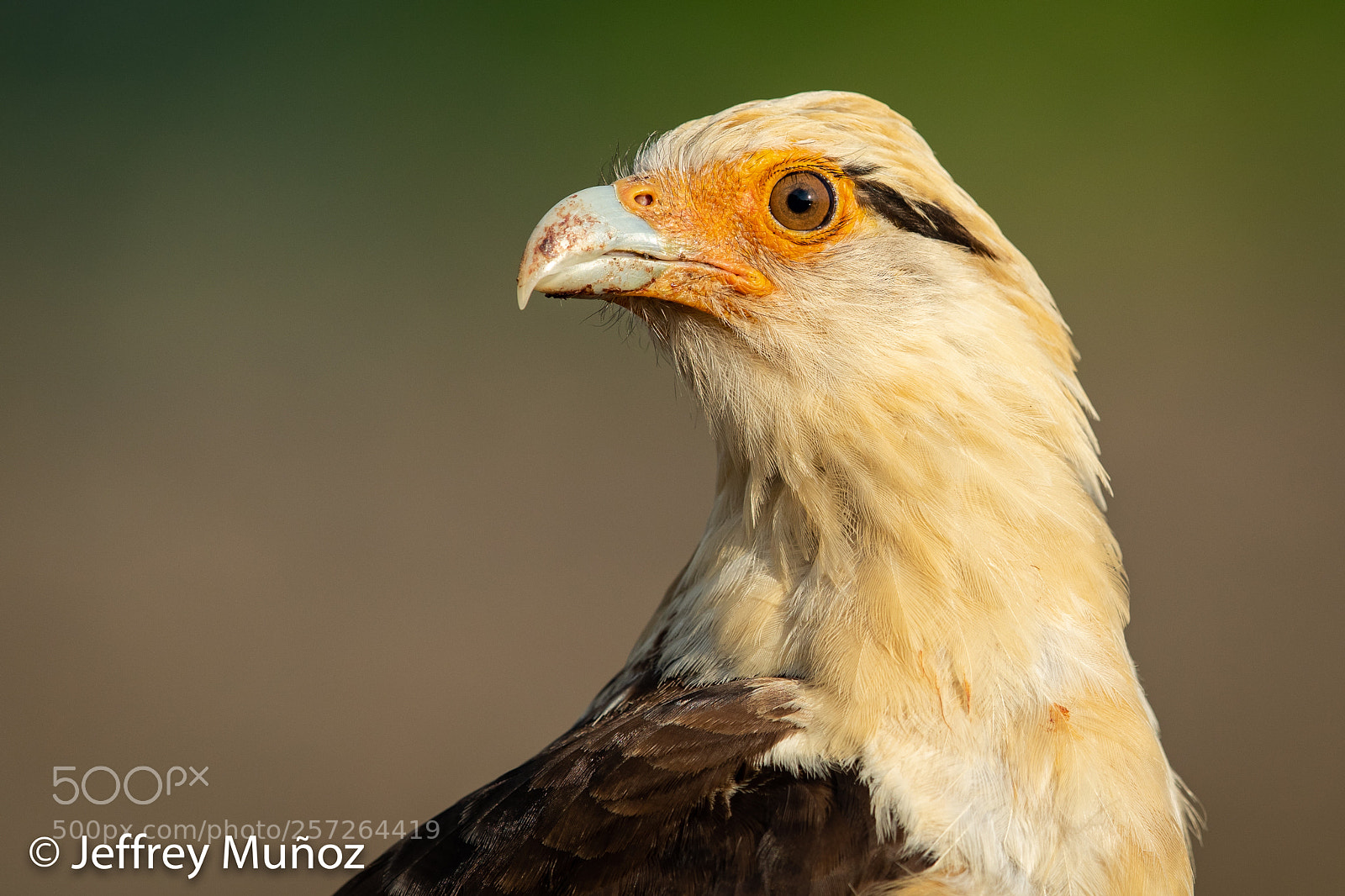 Canon EOS 5D Mark IV sample photo. Yellow-headed caracara photography
