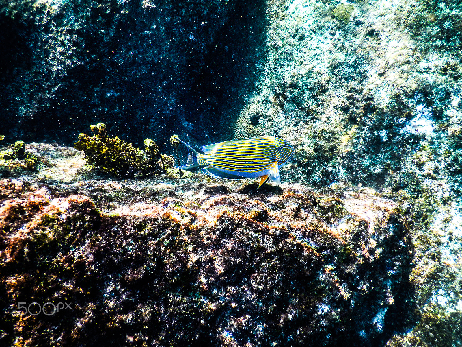 Nikon COOLPIX AW130s sample photo. Seychelles st pierre lslet underwater acanthurus lineatus photography