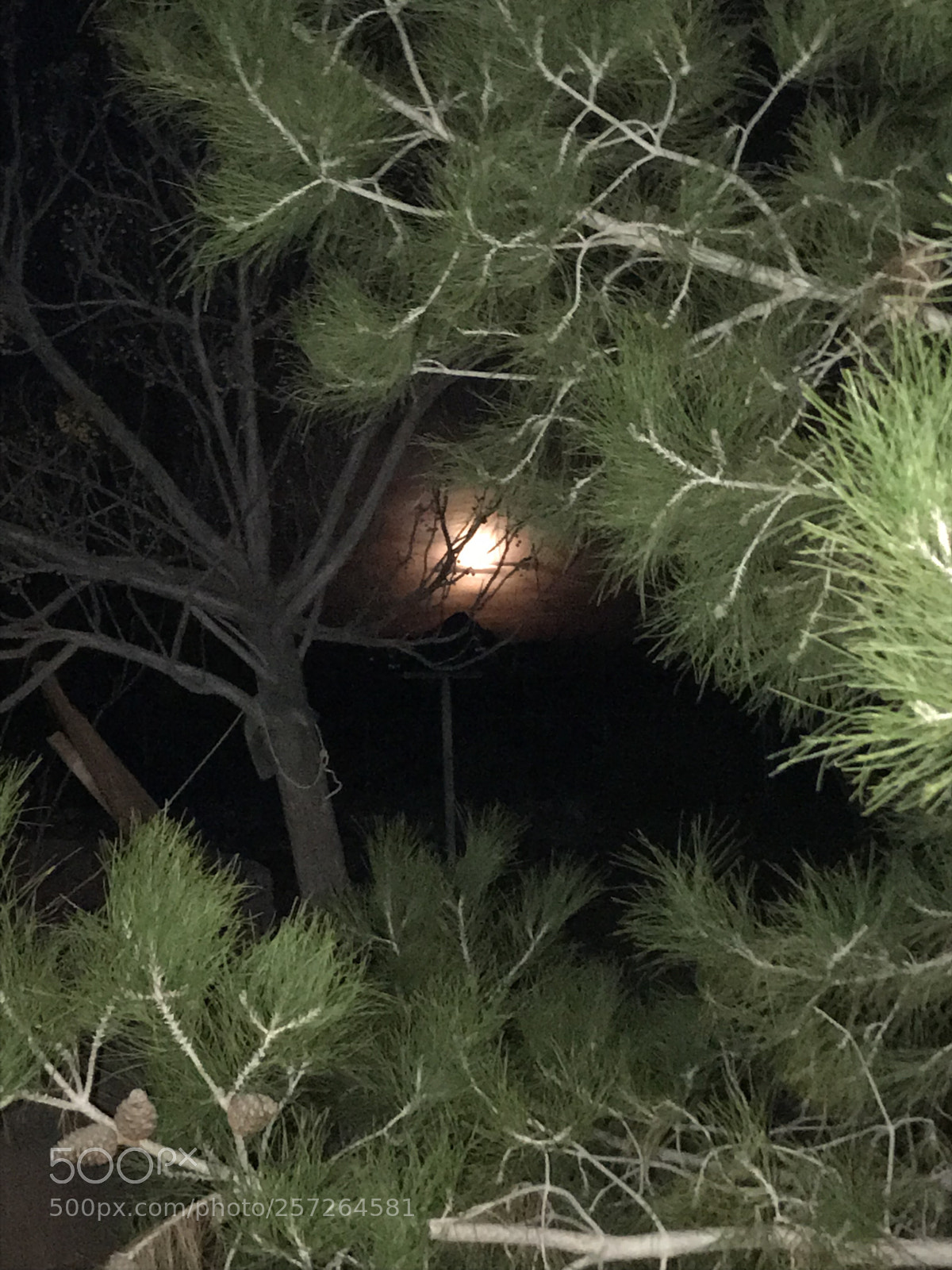 Apple iPhone 7 sample photo. Moon shot photography