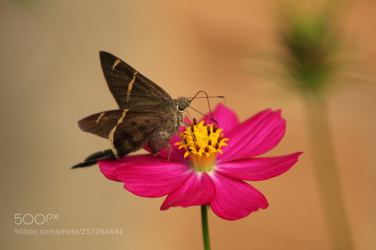 Canon EF 75-300mm f/4-5.6 sample photo. Untitled photography