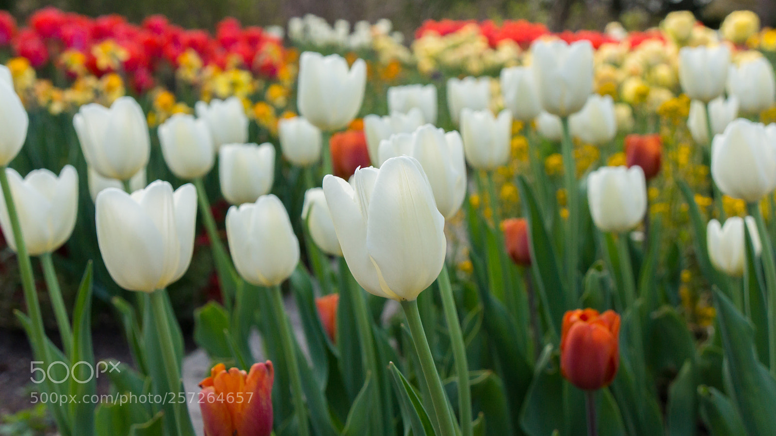 Sony Alpha NEX-7 sample photo. Untitled photography