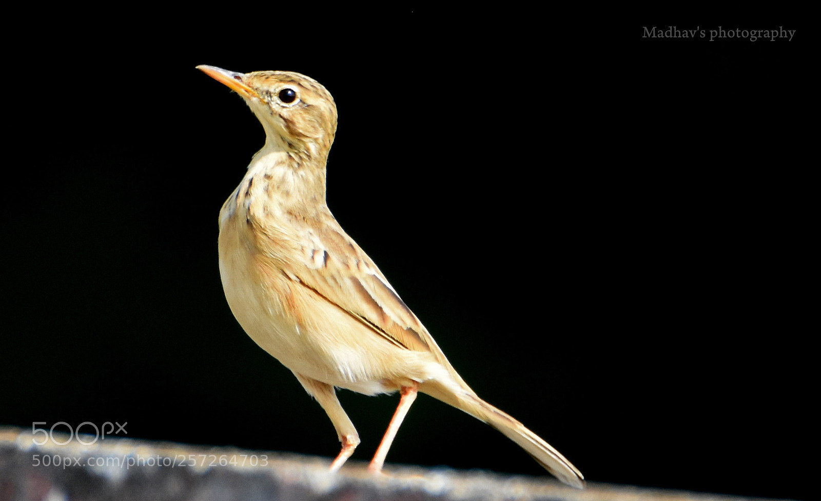 Nikon D7200 sample photo. Paddy pipet photography