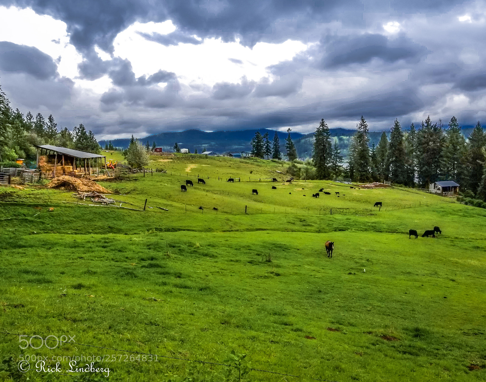Samsung Galaxy S8+ sample photo. Out to pasture photography