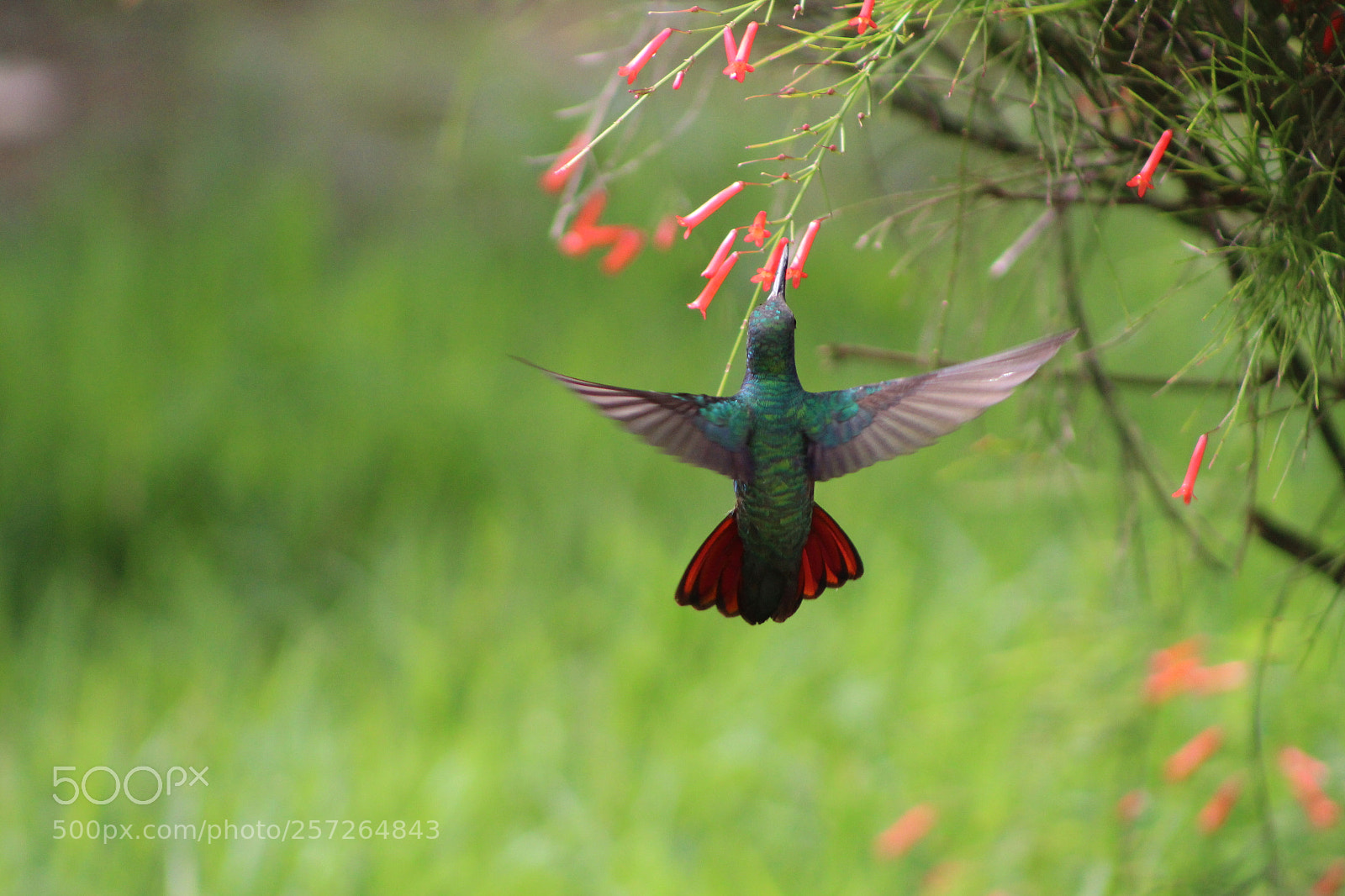 Canon EF 75-300mm f/4-5.6 sample photo. Untitled photography