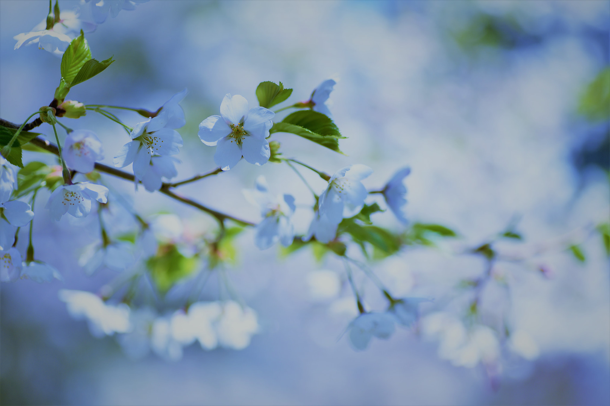Nikon D750 sample photo. Mystery photography
