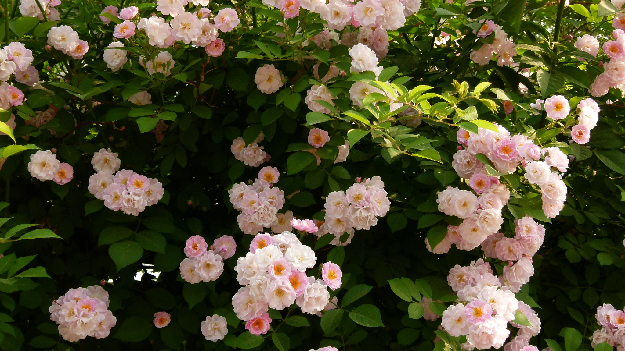 Leica V-Lux 2 sample photo