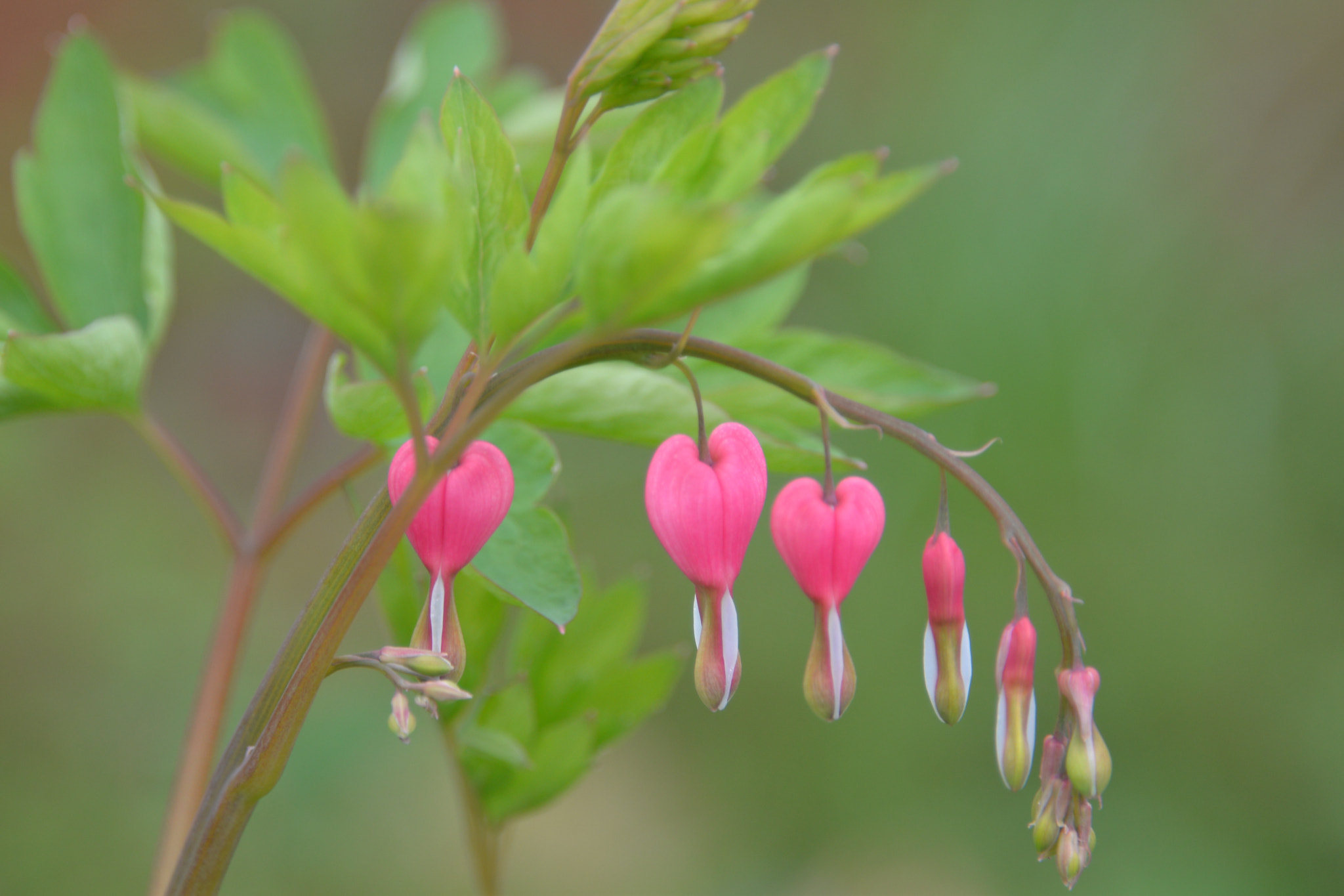 Nikon D610 sample photo. Bleeding heart photography