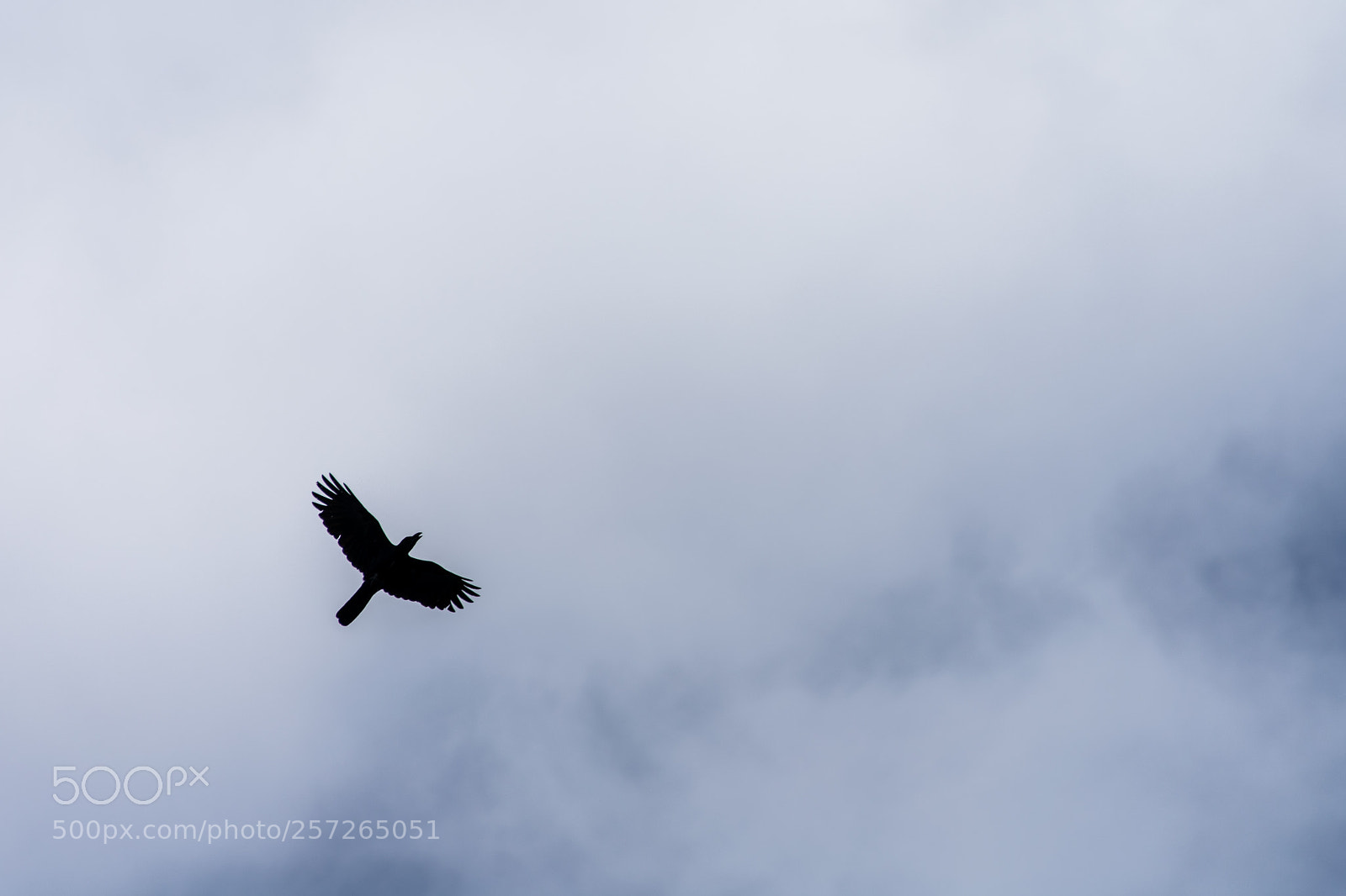 Nikon D3400 sample photo. Soaring above photography