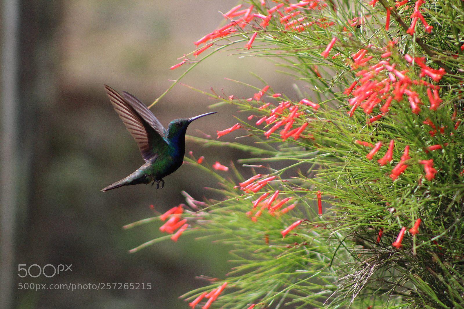 Canon EF 75-300mm f/4-5.6 sample photo. Untitled photography