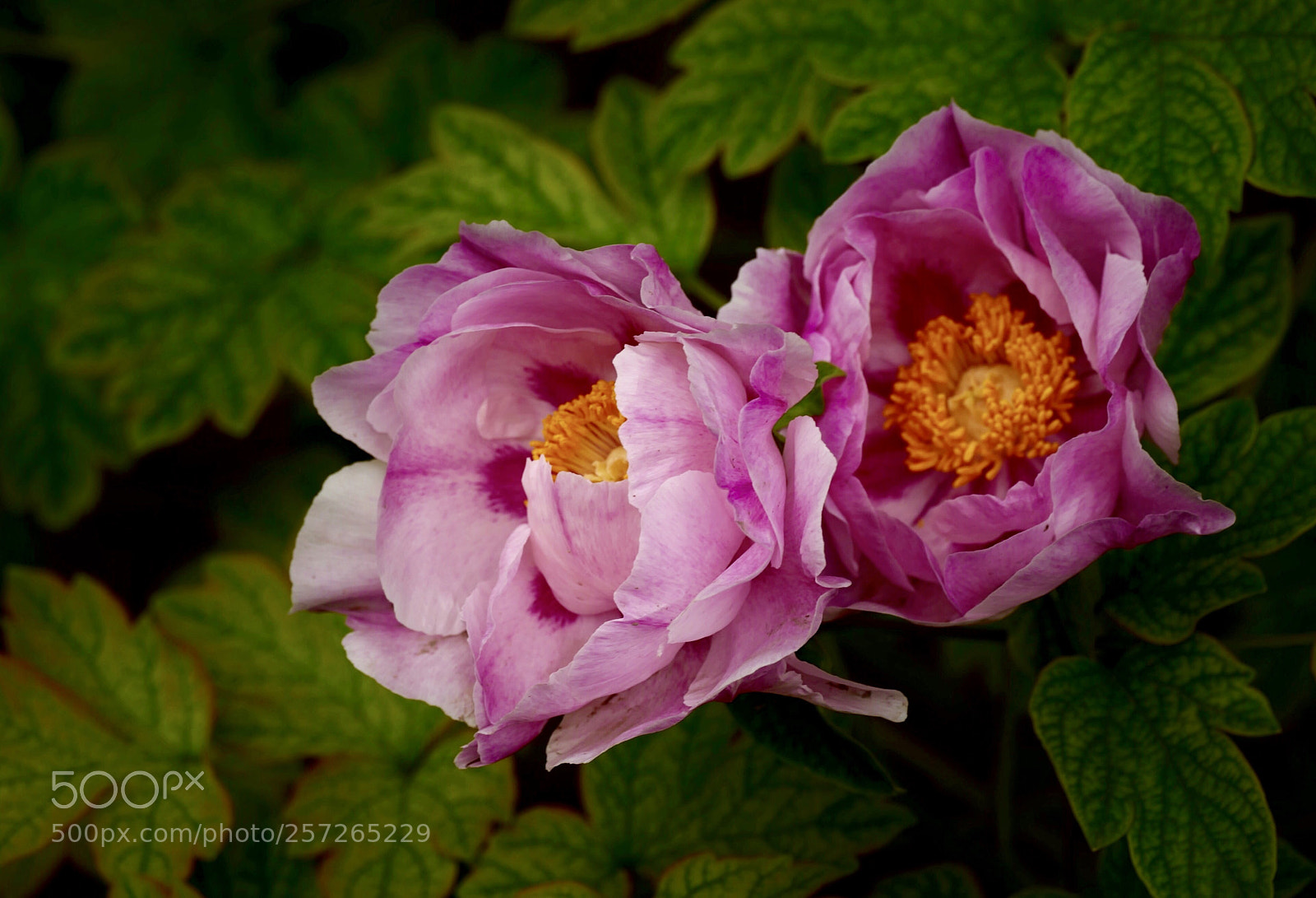 Leica SL (Typ 601) sample photo. Untitled photography
