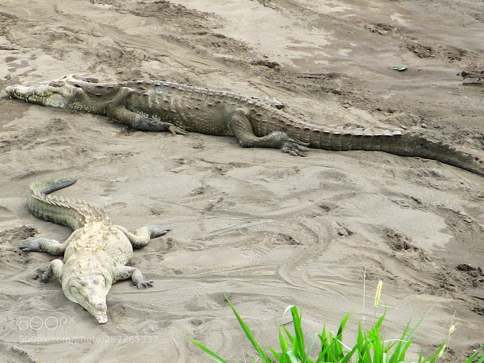 Canon PowerShot G15 sample photo. Crocodiles photography