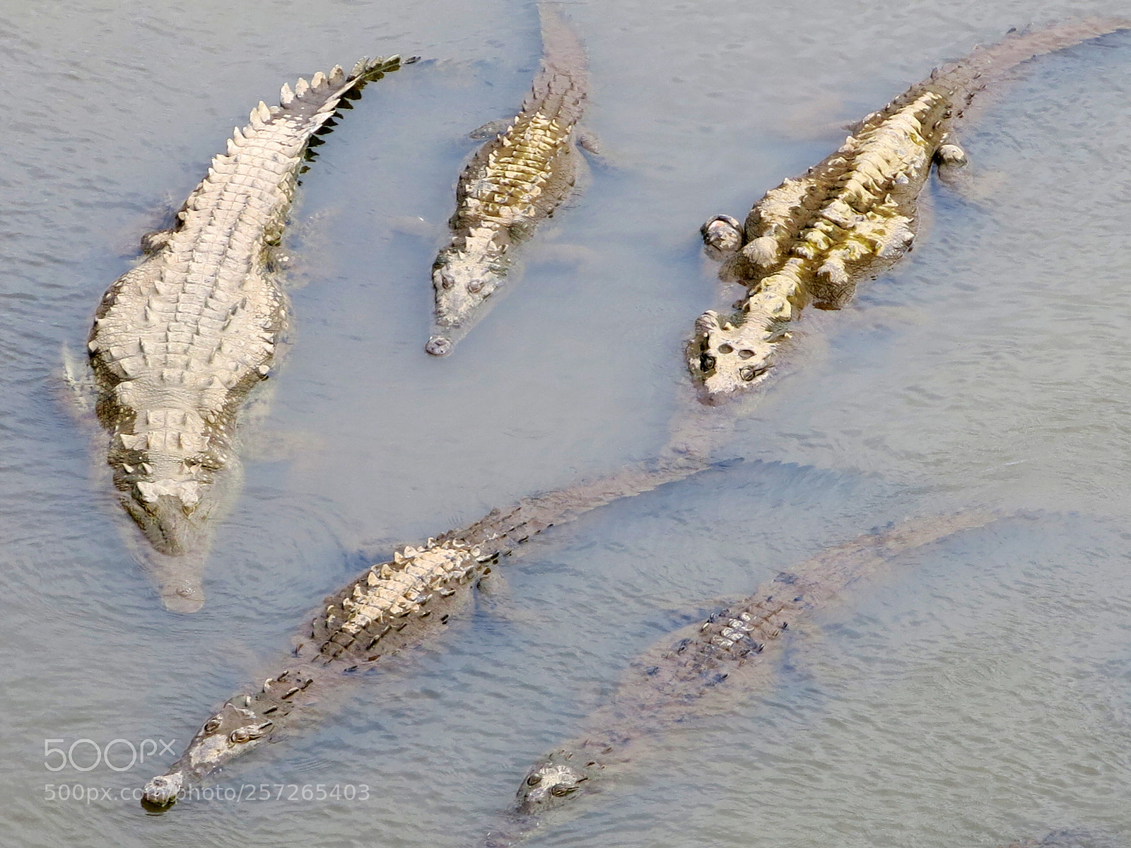 Canon PowerShot G15 sample photo. Crocodiles photography