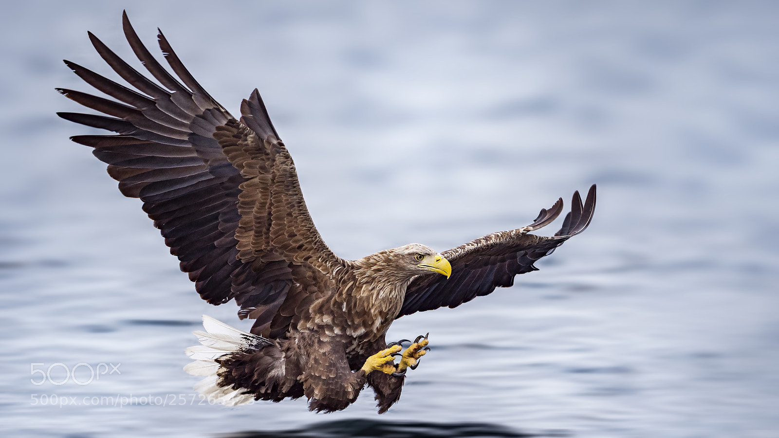 Panasonic Lumix DC-G9 sample photo. Sea eagle photography