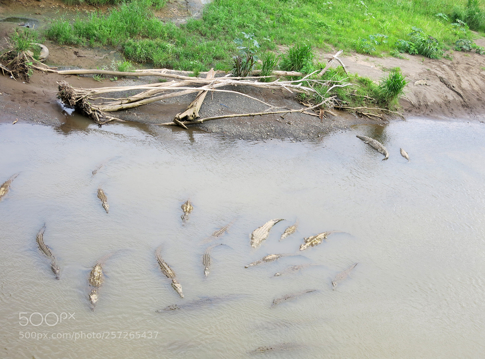 Canon PowerShot G15 sample photo. Crocodiles photography