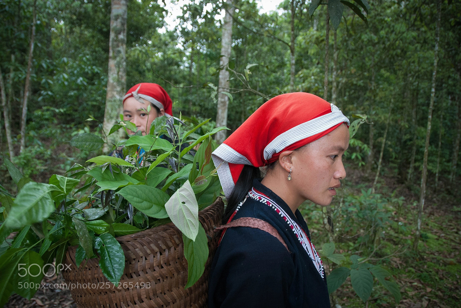 Nikon D80 sample photo. Red dao foragers photography