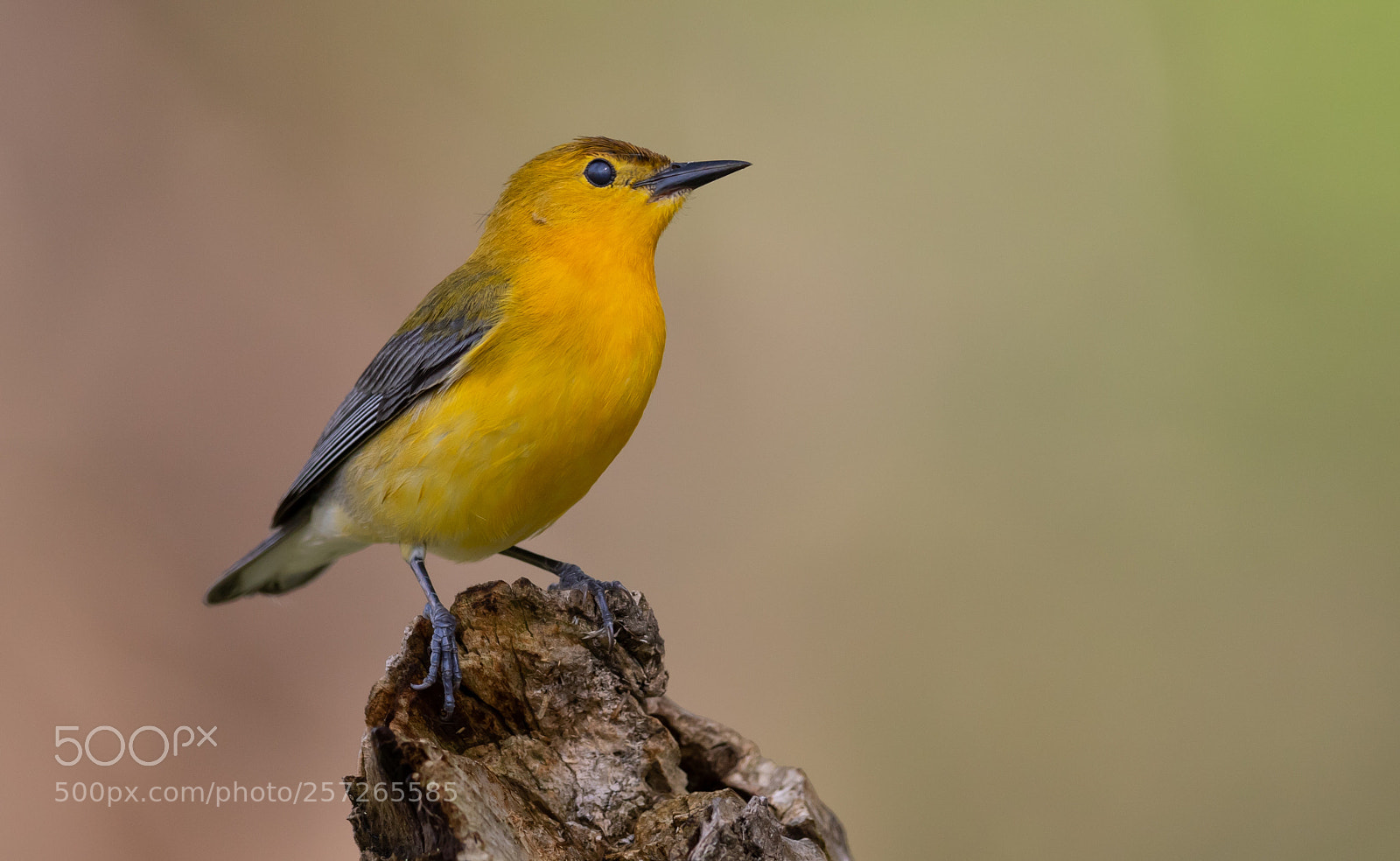 Canon EOS 7D Mark II sample photo. Prothonotary warbler photography