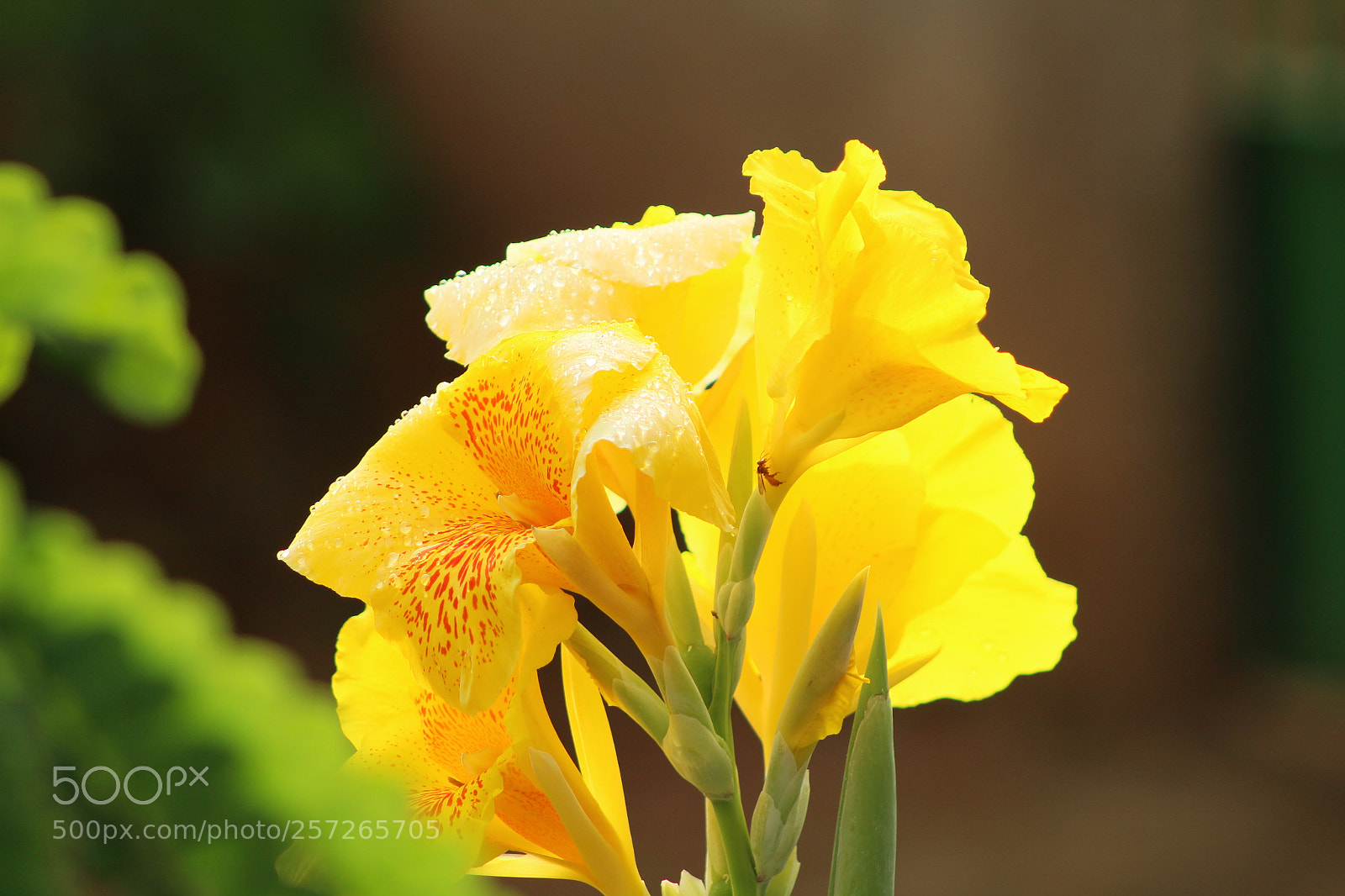Canon EF 75-300mm f/4-5.6 sample photo. Untitled photography