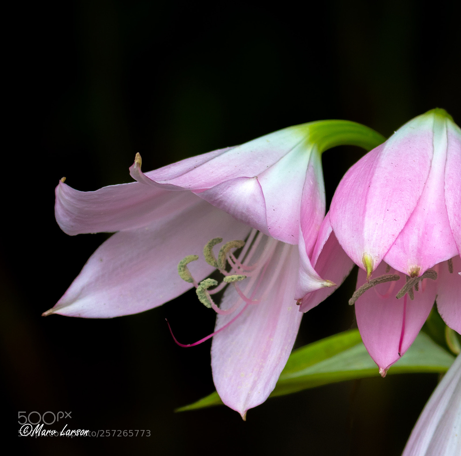 Canon EOS 7D Mark II sample photo. Untitled photography