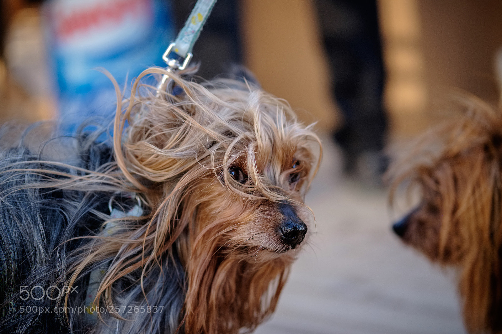 Fujifilm X-T1 sample photo. Yorkshire terrier look photography