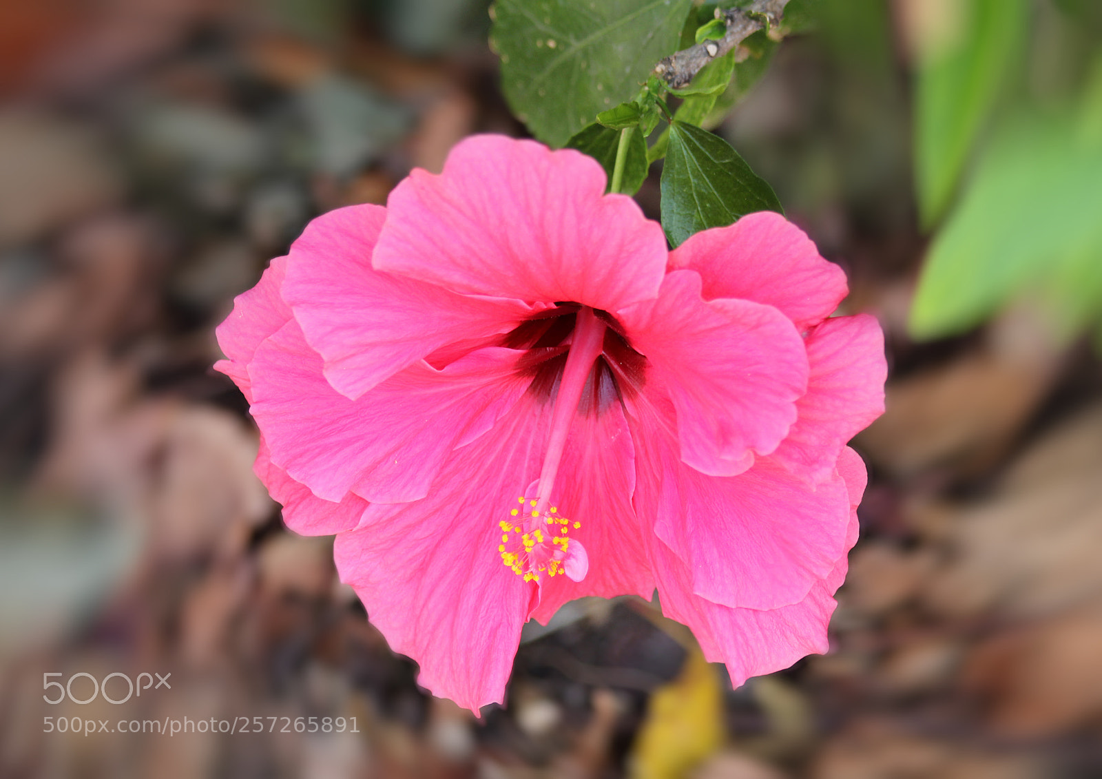 Canon EOS 60D sample photo. Pink hibiscus photography