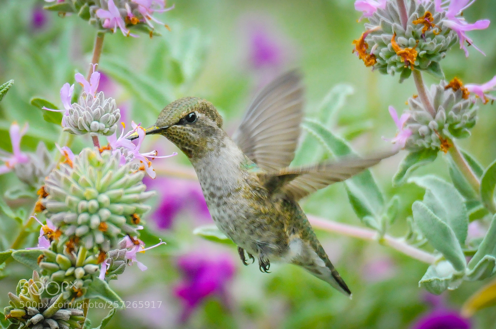 Nikon D300S sample photo. Spring colors photography